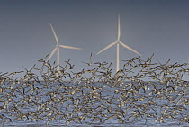 Knot (Calidris canutus) flock flying in front of East Hoyle Windfarm, Wirral, UK, November 2008