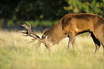 Red deer (Cervus elaphus) stag spraying scent during the rut, Richmond Park, London, UK, October