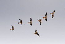Red kites (Milvus milvus) flock in flight, Wales, UK
