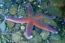 Bloody Henry starfish (Henricia oculata), Cardigan Bay, Wales, May