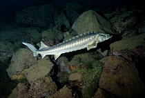 Russian / Diamond sturgeon (Acipenser gueldenstaedtii) captive born and released in a flooded quarry, Lancashire, UK