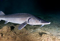Common Atlantic / European sea / Baltic sturgeon (Acipenser sturio) captive born and released in a flooded quarry, Lancashire, UK, January