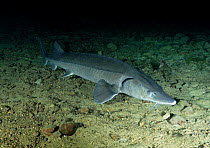 Common Atlantic / European sea / Baltic sturgeon (Acipenser Sturio) captive born and released in a flooded quarry, Lancashire, uk, january