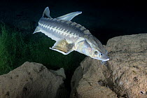Russian / Diamond sturgeon (Acipenser gueldenstaedtii) captive born and released in a flooded quarry, Lancashire, UK, January