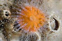 Elegant anemone {Sagartia elegans} orange form, tentacles open underwater, Gouliot Caves, Alderney, Channel Islands, UK