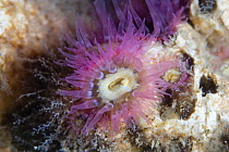 Elegant anemone {Sagartia elegans} purple form, tentacles open underwater, Gouliot Caves, Alderney, Channel Islands, UK