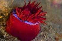 Beadlet anemone {Actinia equina} with tentacles partially extended, underwater, Gouliot Caves, Alderney, Channel Islands, UK