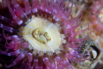 Close up of mouth of Elegant anemone {Sagartia elegans} purple form, tentacles open underwater, Gouliot Caves, Alderney, Channel Islands, UK