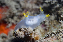 Nudibranch (Polycera faeroensis) on seabed,  Channel Islands, UK