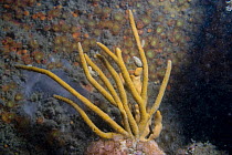 Sponge {Raspailia hispida ?} underwater,  Channel Islands, UK