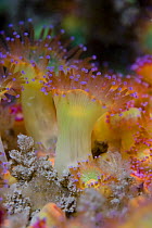 Jewel anemone {Corynactis viridis} polyps with tentacles open, Channel Islands, UK
