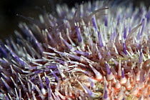 Close up of spines / tube feet of Common sea urchin {Echinus esculentus} Channel Islands, UK