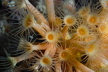 Yellow cluster anemone {Parazoanthus axinellae} polyps open, Channel Islands, UK