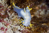 Nudibranch {Polycera faeroensis} on seabed, Channel Islands, UK