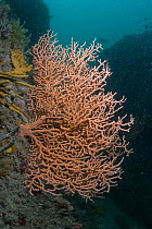 Warty / Pink sea fan coral {Eunicella verrucosa} on seabed, Channel Islands, UK