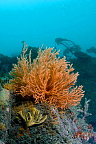 Warty / Pink sea fan coral {Eunicella verrucosa} on seabed, Channel Islands, UK