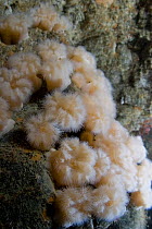 Plumose anemone {Metridium senile} Gouliot Caves, Alderney, Channel Islands, UK