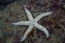 Spiny starfish {Marthasterias glacialis} Channel Islands, UK