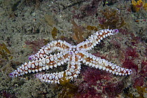 Spiny starfish {Marthasterias glacialis} moving across seabed, Channel Islands, UK