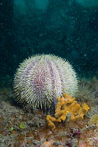 Common sea urchin {Echinus esculentus} on seabed, Channel Islands, UK
