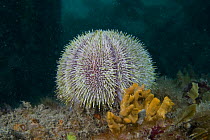 Common sea urchin {Echinus esculentus} on seabed, Channel Islands, UK