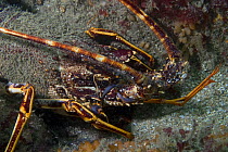 Spiny lobster / Crawfish {Palinurus elephas} Channel Islands, UK