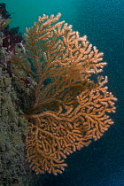 Warty / Pink sea fan coral {Eunicella verrucosa} Channel Islands, UK