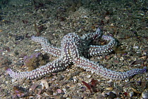 Spiny starfish {Marthasterias glacialis} feeding on seabed, Channel Islands, UK