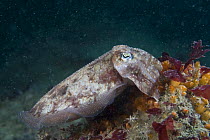 Common cuttlefish {Sepia officinalis} feeding on seabed, Channel Islands, UK
