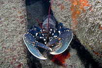 European lobster {Homarus gammarus} Channel Islands, UK