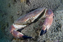 Edible crab {Cancer pagurus} Channel islands, UK