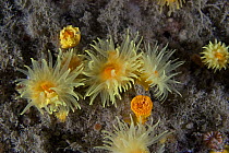 Sunset cup / Yellow cave coral {Leptopsammia pruvoti} polyps open, Channel Islands, UK