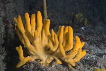 Yellow staghorn sponge {Axinella dissimilis} Channel Islands, UK