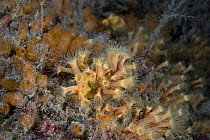 Yellow cluster anemone {Parazoanthus axinellae} on seabed, Channel Islands, UK