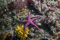 Bloody Henry starfish {Henricia oculata} on seabed, Channel Islands, UK