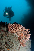 Diver with Warty / Pink sea fan coral {Eunicella verrucosa} Channel Islands, UK. Model Released.