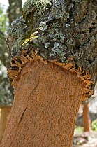 Trunk of Cork Oak {Quercus suber} from which the bark has recently been harvested, Sardinia, Italy
