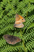Meadow brown butterfly (Maniola jurtina) Mating pair with second male about to attack the pair, UK