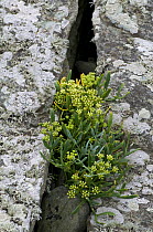 Rock samphire {Crithmum maritimum} growing from crevice in sea cliff. Devon, UK