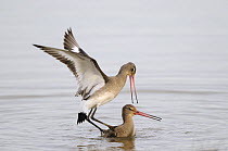 Black tailed godwits (Limosa limosa) two birds fighting in water, Norfolk, UK, December