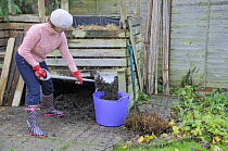 Gardener emptying compost from wooden compost bin into trug, Norfolk, UK, December  2008