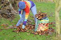 Gardener raking leaves on lawn and loading into plastic sack to make leaf mould compost, December  2008.