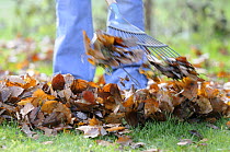 Gardener raking leaves on lawn, UK, December 2008.