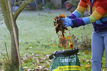 Gardener putting leaves in plastic sack to make leaf mould compost, UK, December 2008.