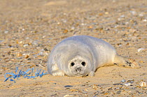 Grey seal (Halichoerus grypus) pup on beach lying beside plastic twine, Blakeney Point, Norfolk, UK, December
