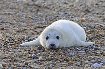 Grey seal (Halichoerus grypus) pup in white natal fur on beach, Blakeney Point, Norfolk, UK, December