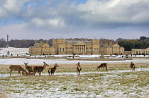 Holkham Hall, after a snowfall with Red deer in foreground, Norfolk, UK, November 2008