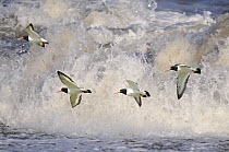 Oystercatchers {Haematopus ostralegus} in flight over breaking surf, Norfolk, UK, December