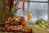 Garden potting shed bench in autumn with stored apples, runner bean seed pods, onions, chillies and squashes, UK, October 2008