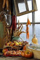 Garden potting shed bench in autumn with stored apples, runner bean seed pods, onions, chillies and squashes, UK, October 2008